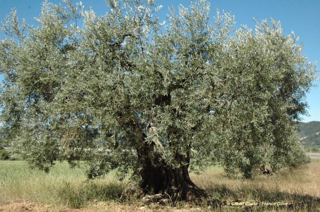 Vieil olivier afidol 1024x680 1